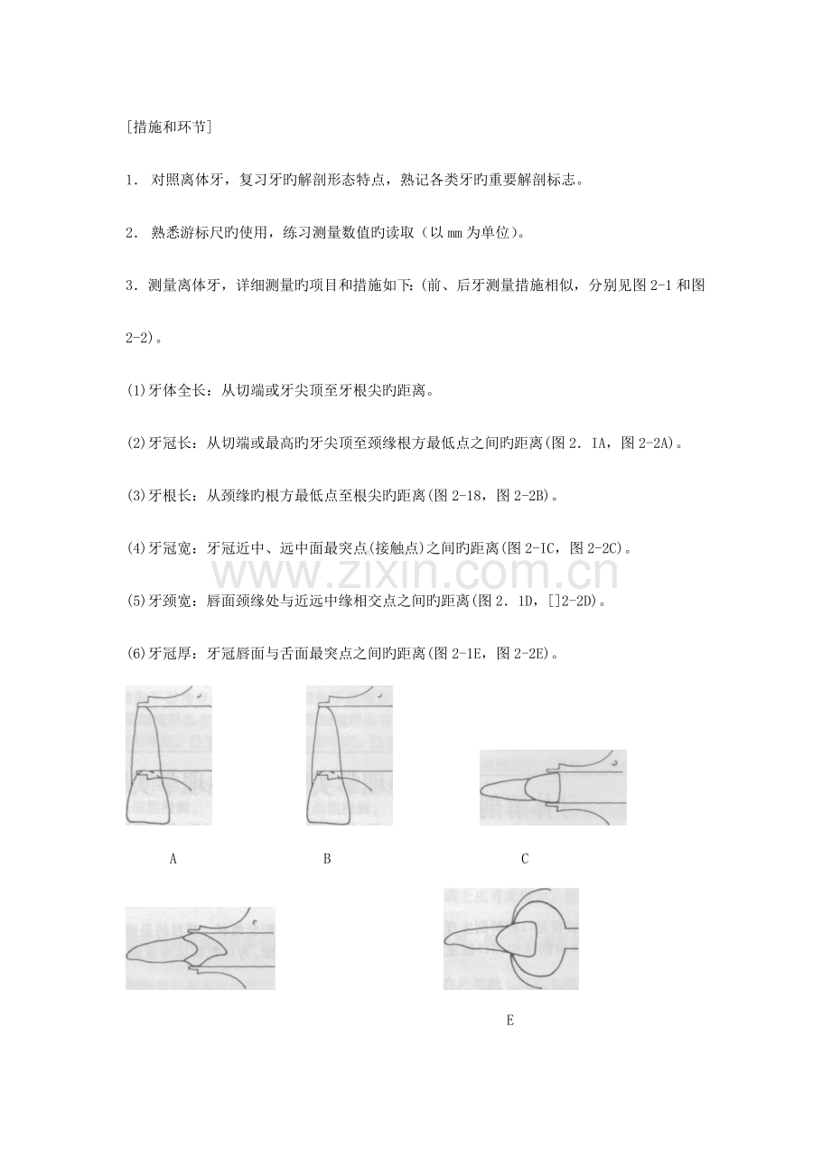牙体解剖生理学实验教程.doc_第2页