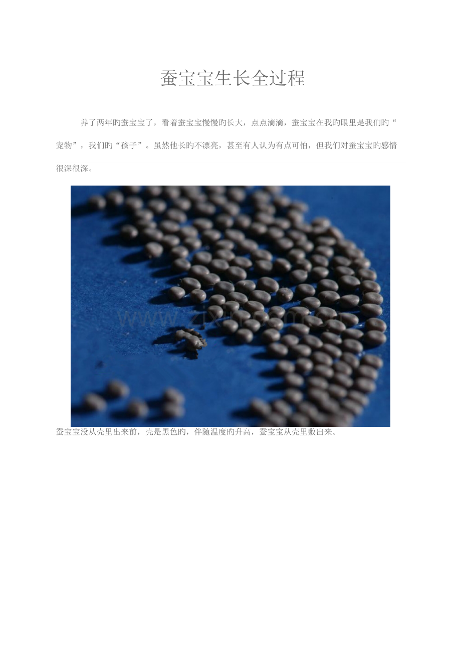 蚕宝宝生长全过程.docx_第1页