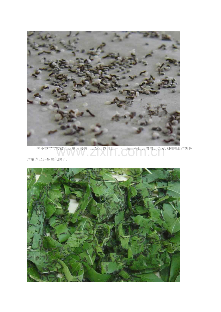 蚕宝宝生长全过程.docx_第2页