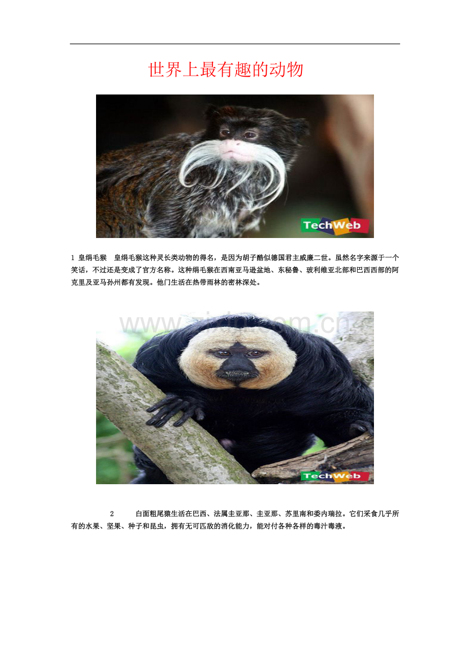 世界上最有趣的动物.doc_第2页