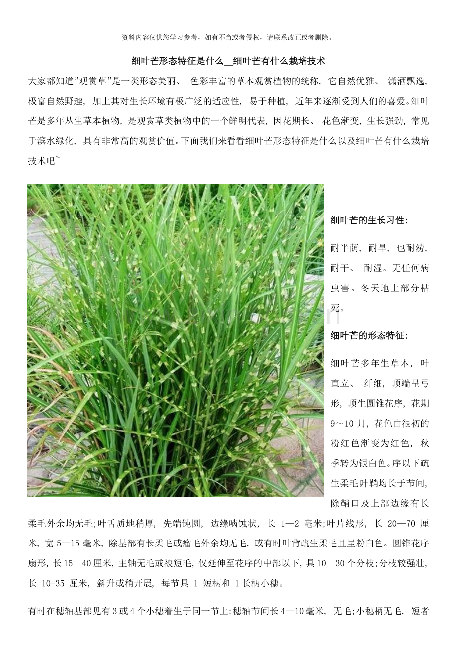 细叶芒形态特征是什么细叶芒有什么栽培技术样本.docx_第1页