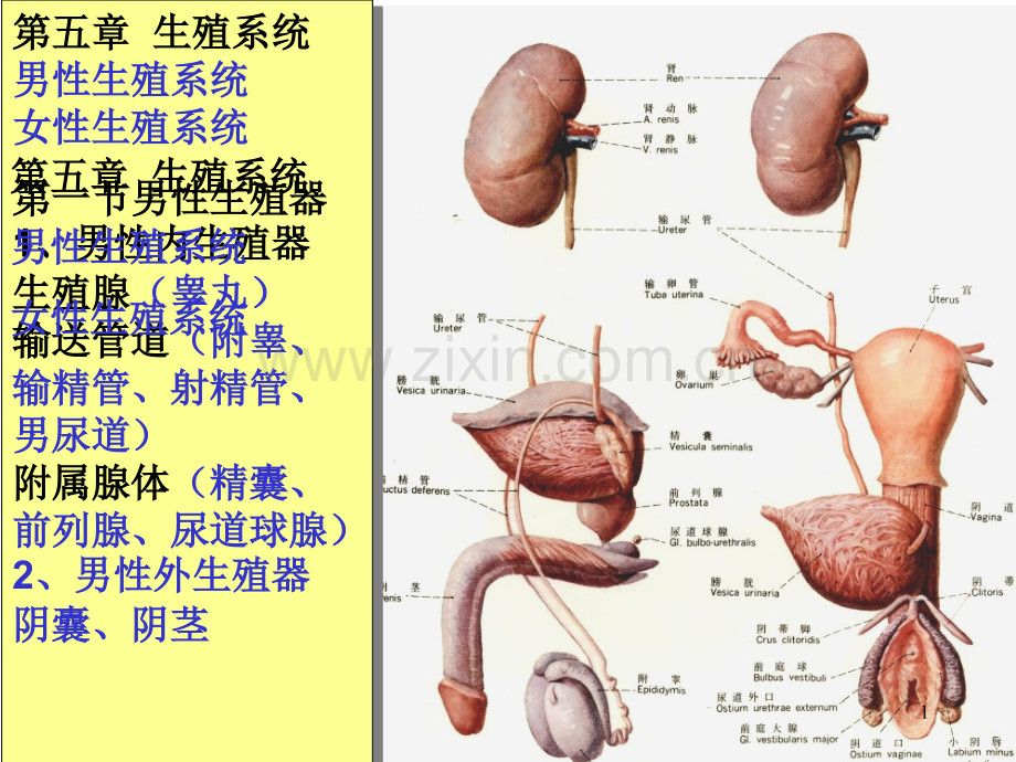 第六章生殖系统.ppt_第1页