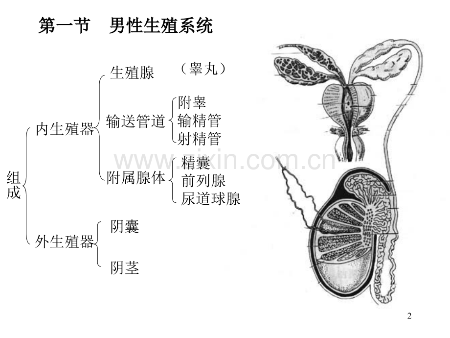 第六章生殖系统.ppt_第2页