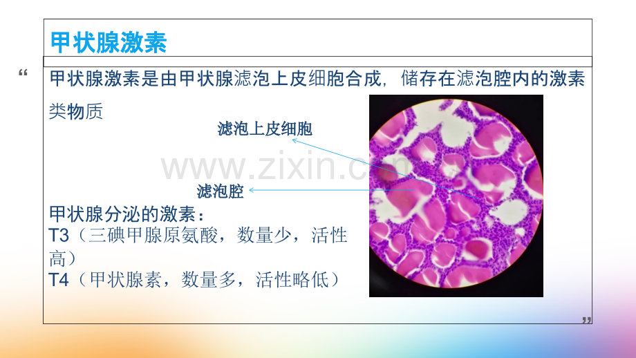 医学甲状腺激素的合成.ppt_第2页