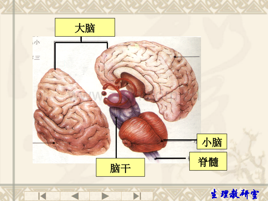 第十章中枢对内脏活动的调节.ppt_第1页