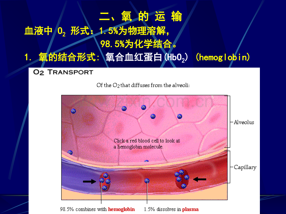 第六章呼吸(下).ppt_第2页