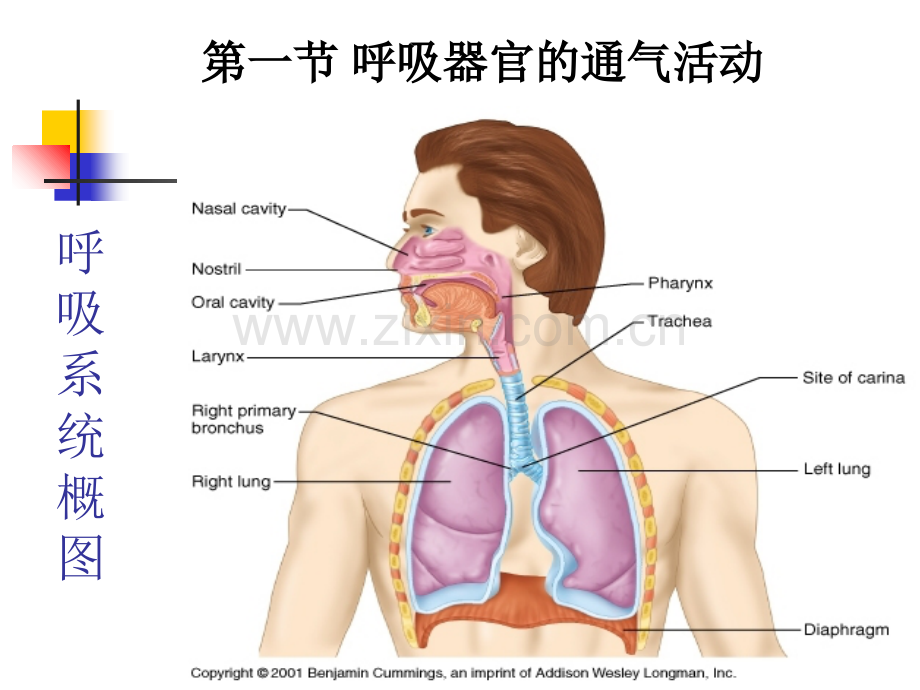 动物生理学第四章呼吸系统.ppt_第1页