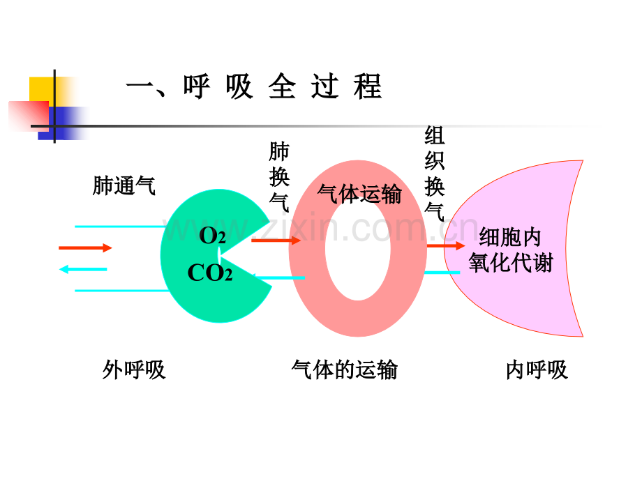 动物生理学第四章呼吸系统.ppt_第2页