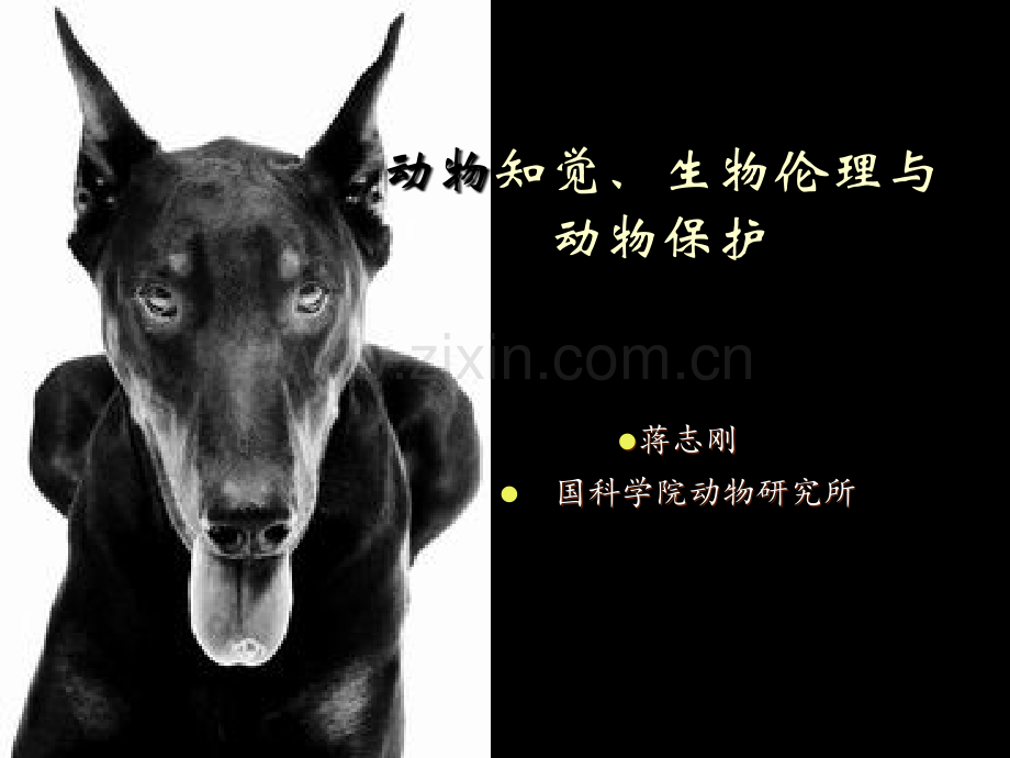 动物意识与动物保护.ppt_第1页
