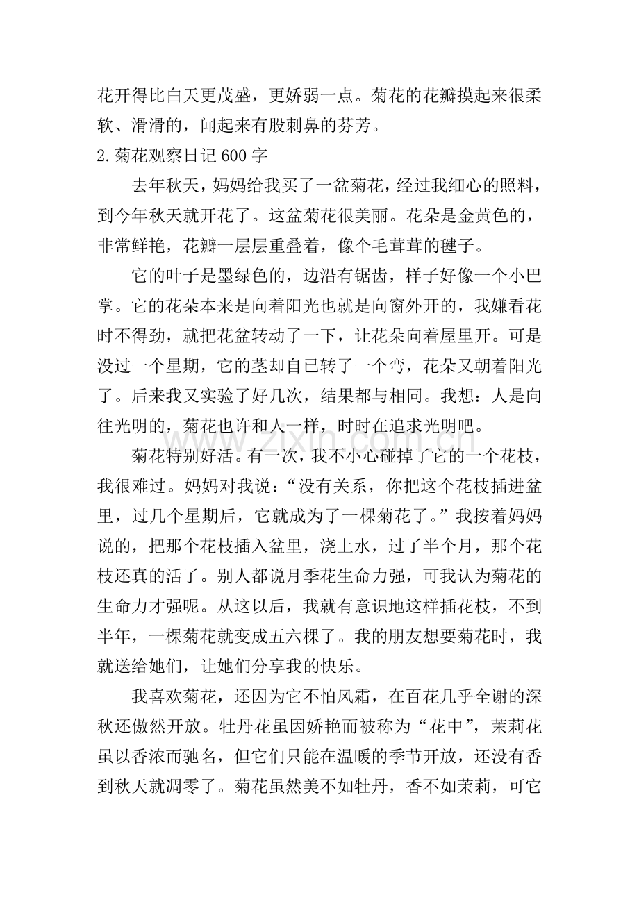 菊花观察日记600字5篇.doc_第2页