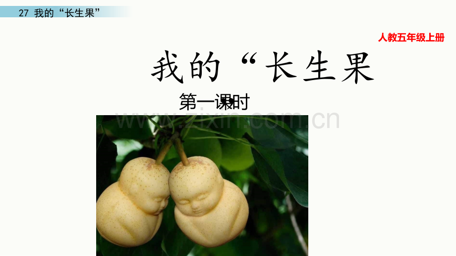 部编统编五上语文27-我的“长生果”公开课教案课件.pptx_第1页