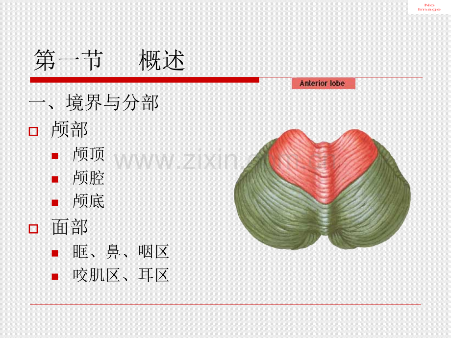 头部解剖基础.ppt_第2页