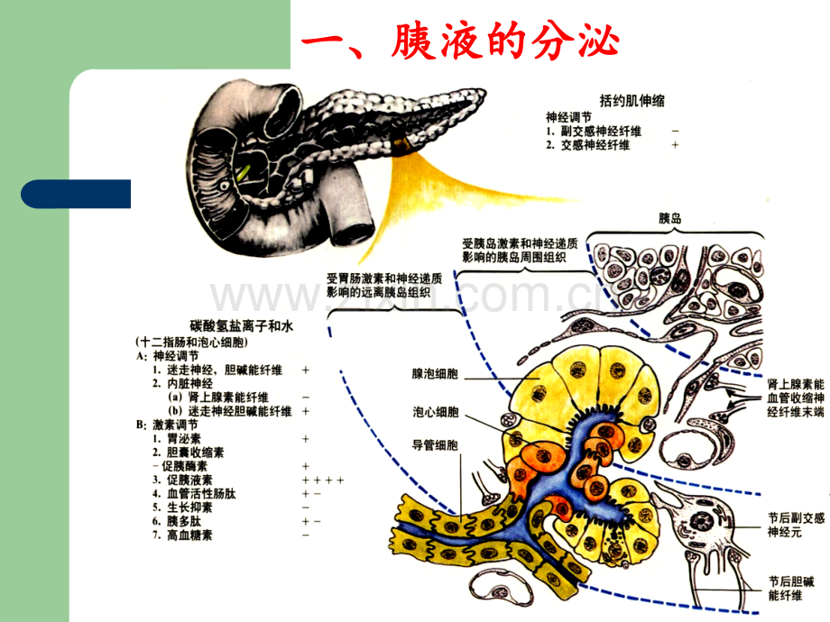 D小肠和大肠内的消化.ppt_第2页