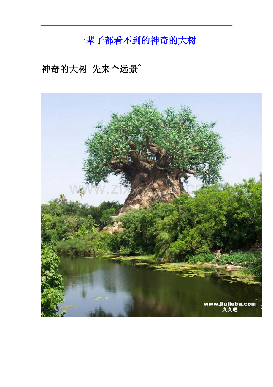一辈子都看不到的神奇的大树.doc_第2页