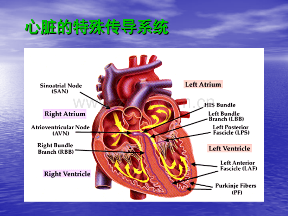 心电图讲座钟远伦.ppt_第1页