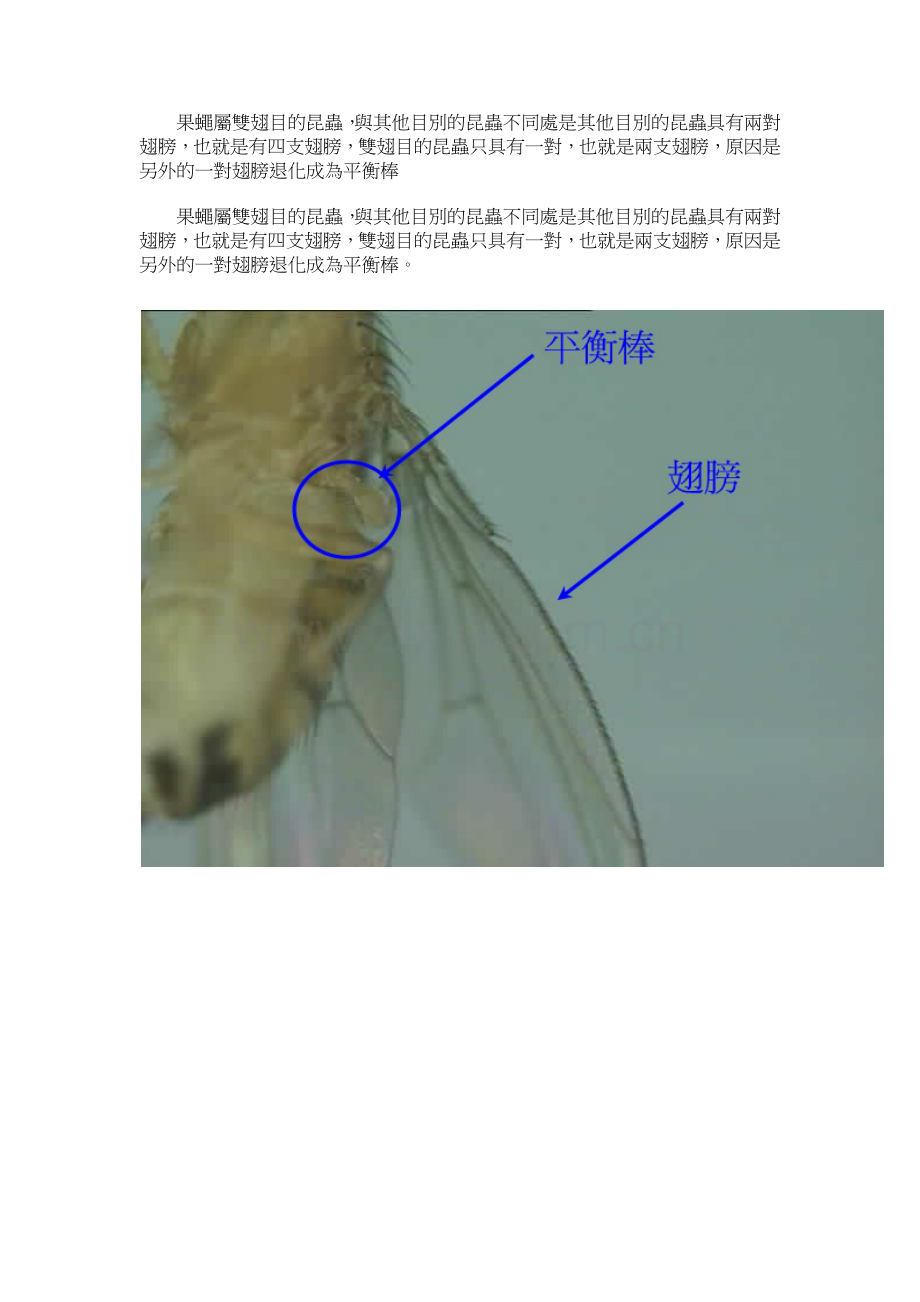 果蝇的外形特点.docx_第1页