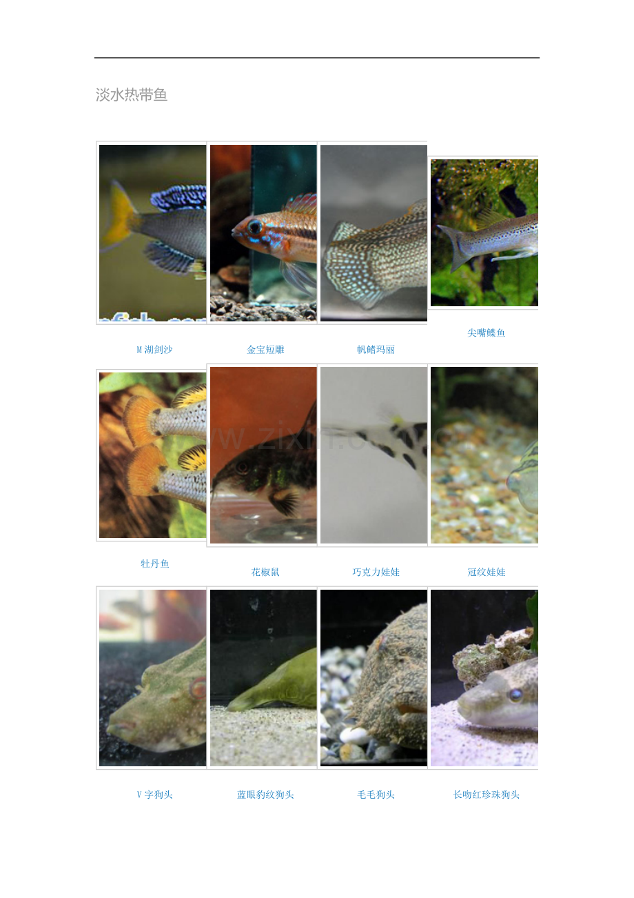 淡水热带鱼图片大全.doc_第1页