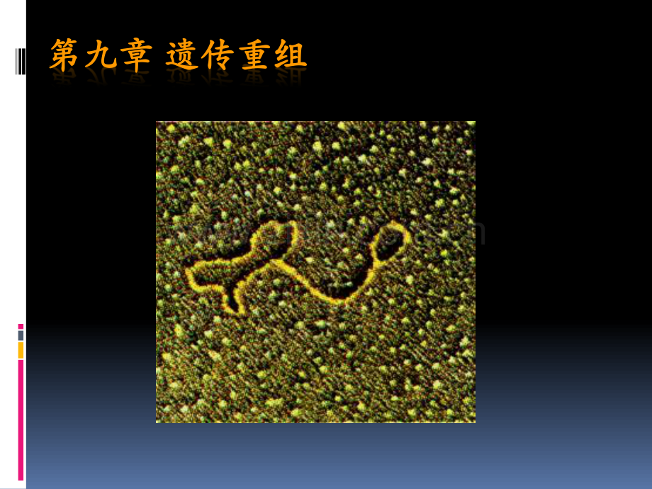 第九章-遗传重组-贺艳.pdf_第1页