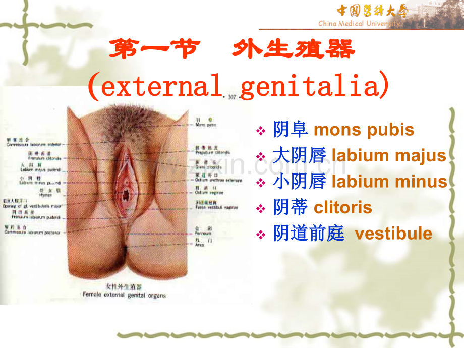 医学女性生殖系统解剖图PPT.ppt_第2页