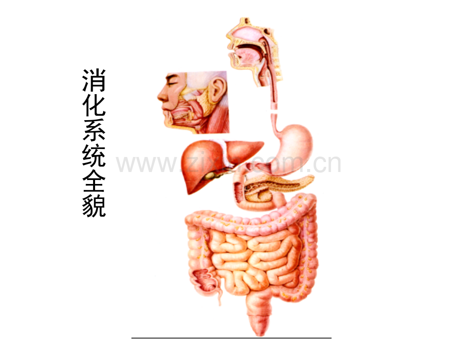 病理学胃炎胃溃疡-.ppt_第2页