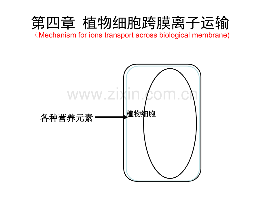 第四章植物细胞跨膜离子运输.ppt_第1页