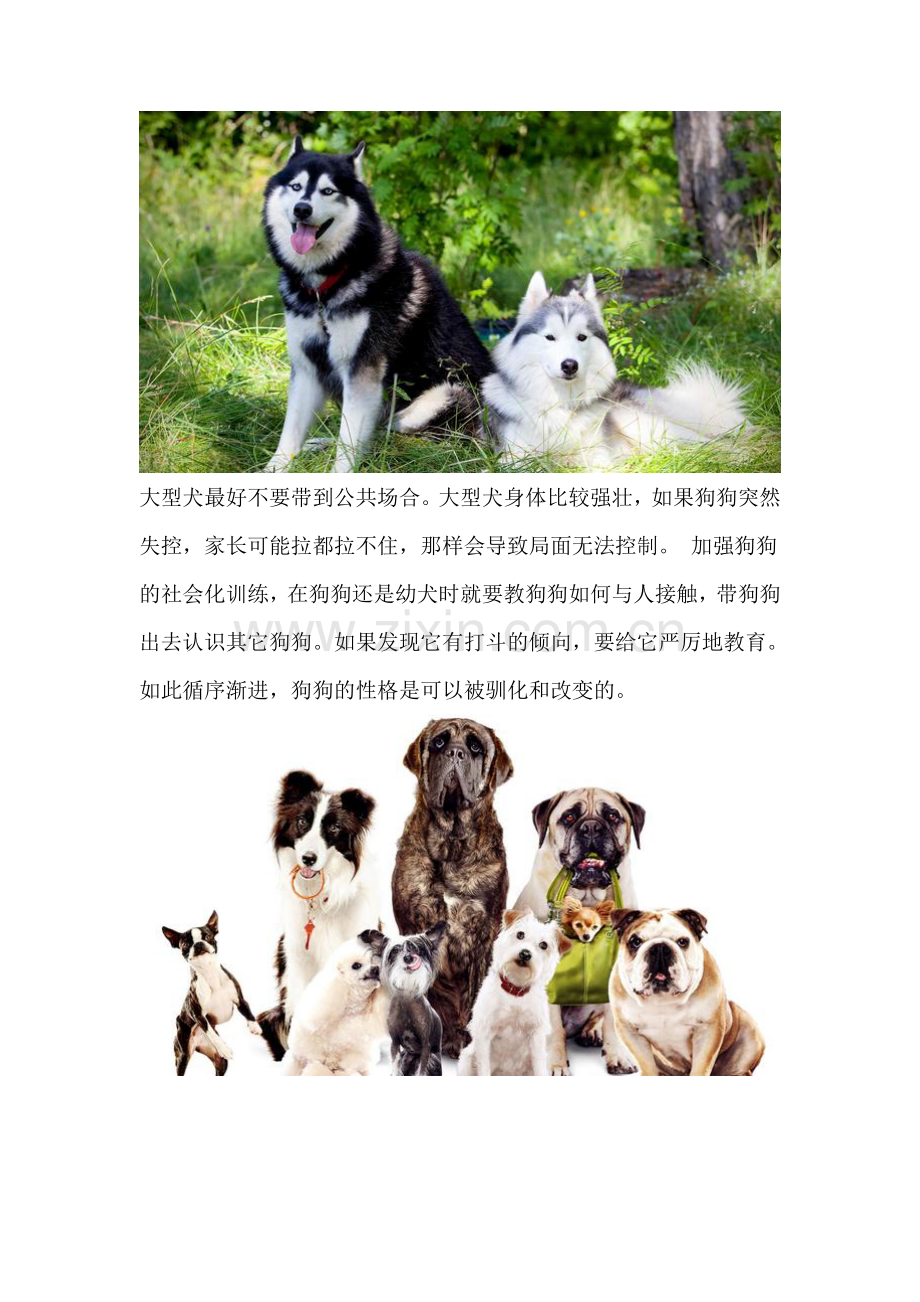 狗狗训练手册——如何避免狗狗在公共场合失控？.doc_第2页