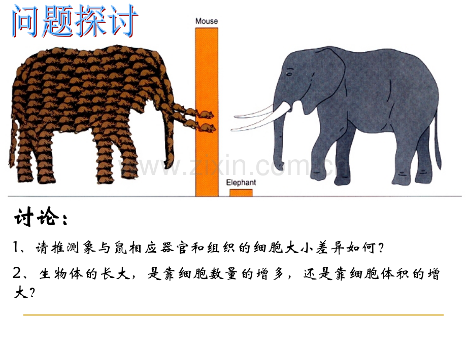 生物必修一第六章-细胞的增殖-课件PPT.ppt_第2页