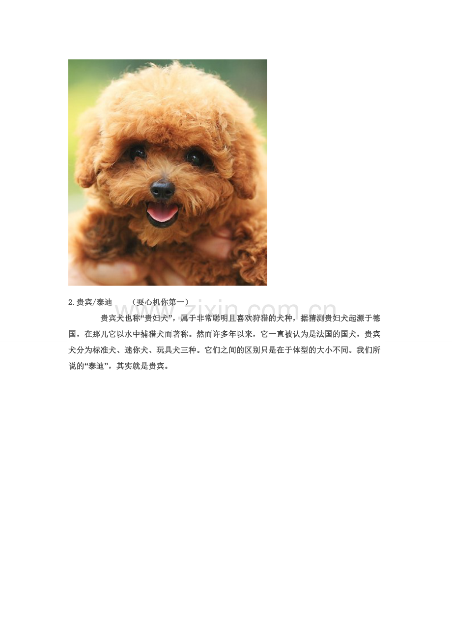 宠物狗智商排名大全(1-79名).doc_第2页