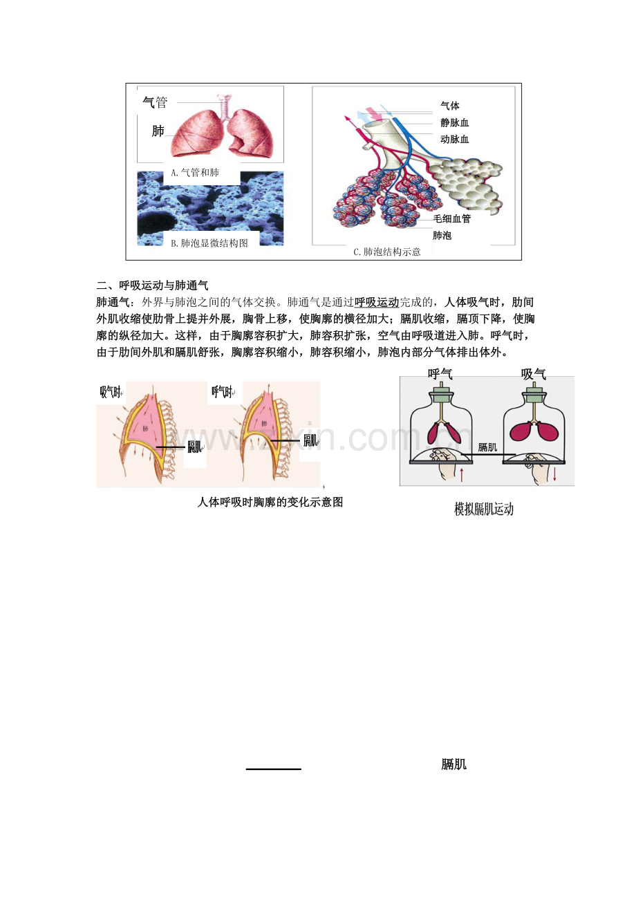 第十章、人体的呼吸知识点.doc_第2页