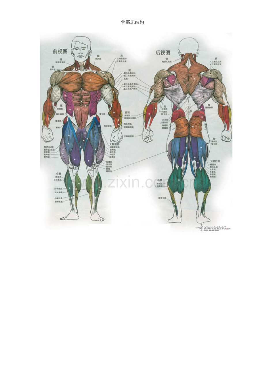 骨骼肌结构.doc_第2页