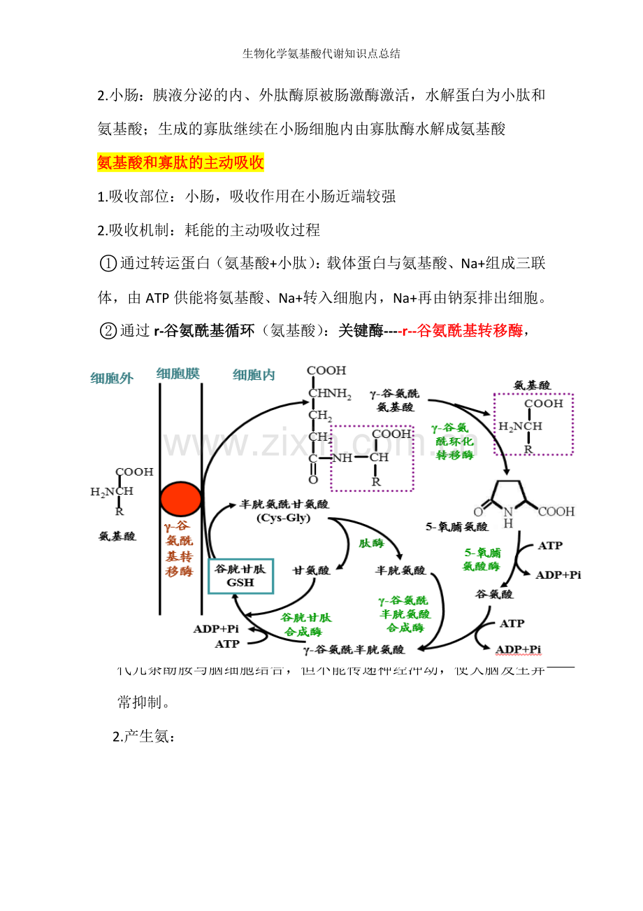 生物化学氨基酸代谢知识点总结.doc_第2页