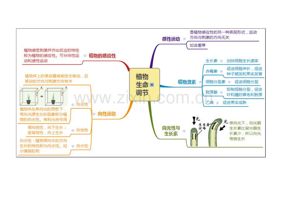 浙教版八年级科学上册思维导图：第3章-生命活动的调节.doc_第2页