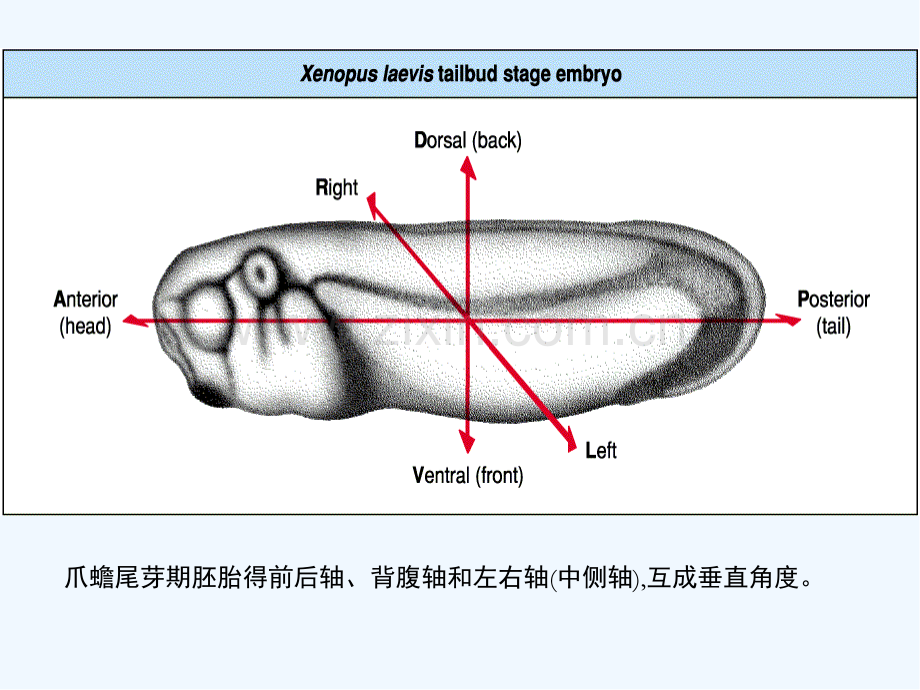 胚轴的特化与体轴的建立.pptx_第2页