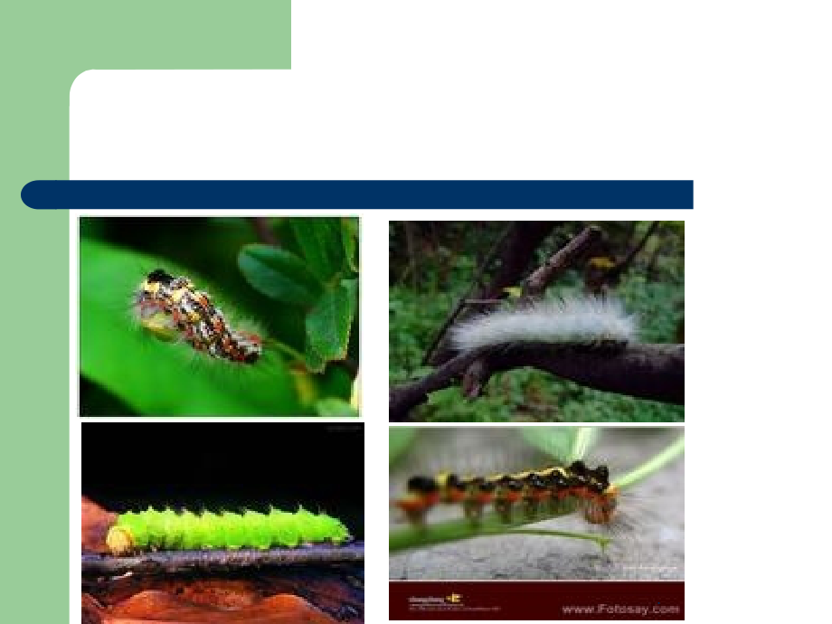 昆虫的生殖和发育(我的).ppt_第2页