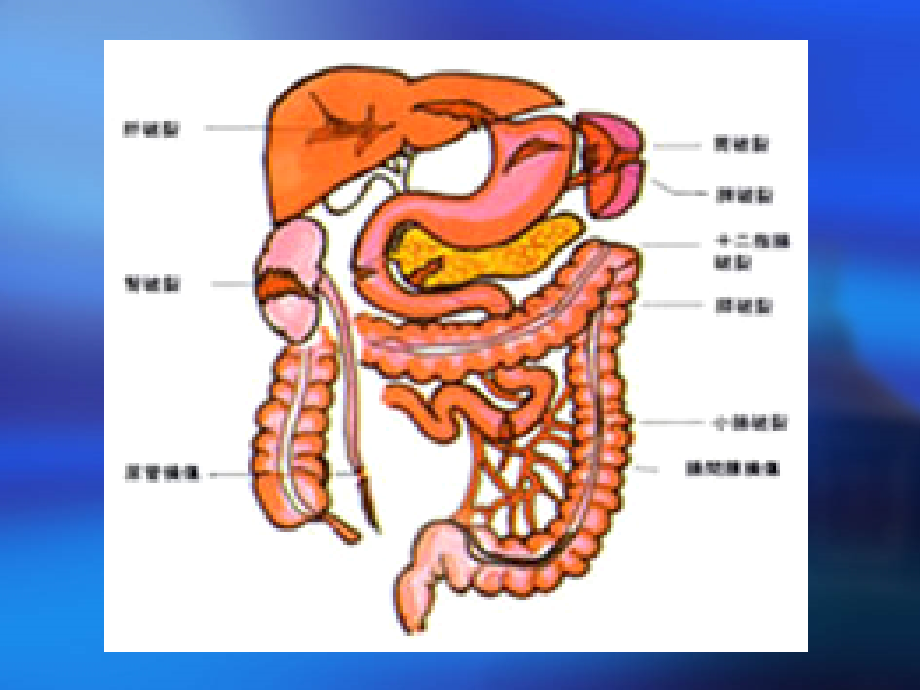 腹部损伤课件.ppt_第2页