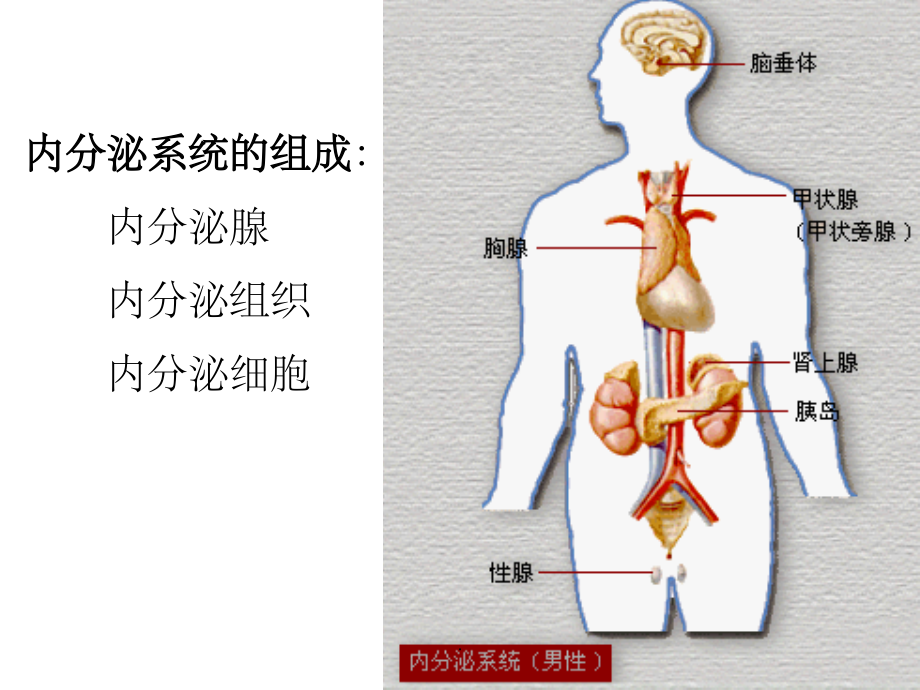 病理学-内分泌系统疾病.ppt_第2页