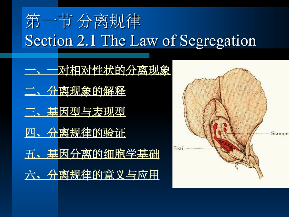 医学遗传学---第三章第一节分离规律.ppt_第1页