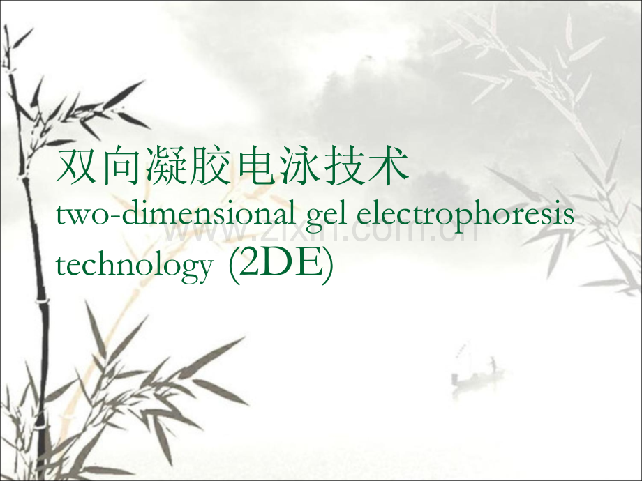 双向凝胶电泳技术.ppt_第1页