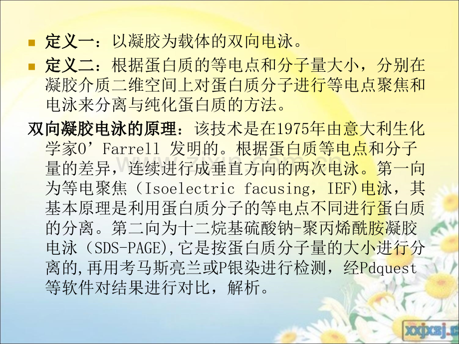 双向凝胶电泳技术.ppt_第2页