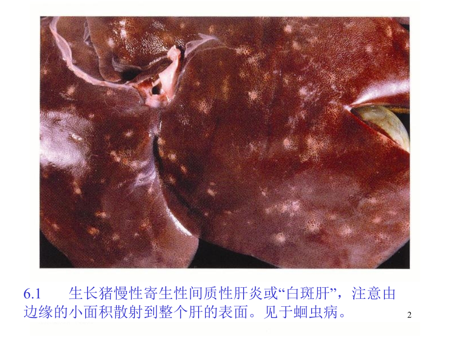 猪的病理解剖六.ppt_第2页