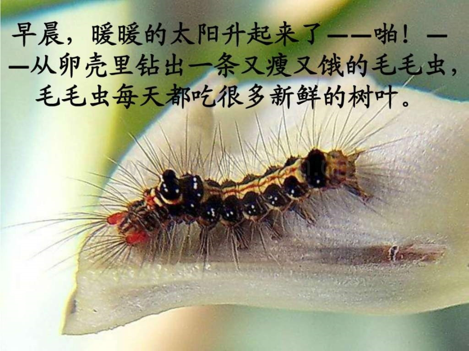 毛毛虫变蝴蝶过程.ppt_第2页
