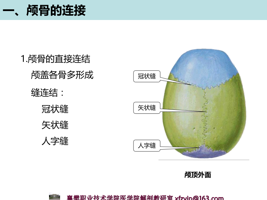 颅骨、上肢骨连结.ppt_第2页