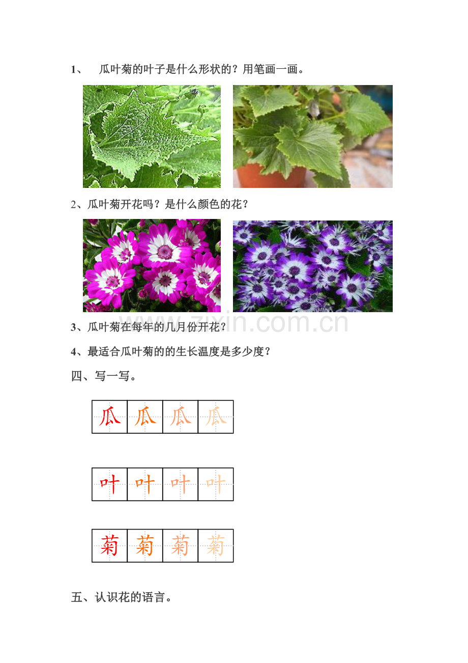 第二节瓜叶菊.docx_第2页