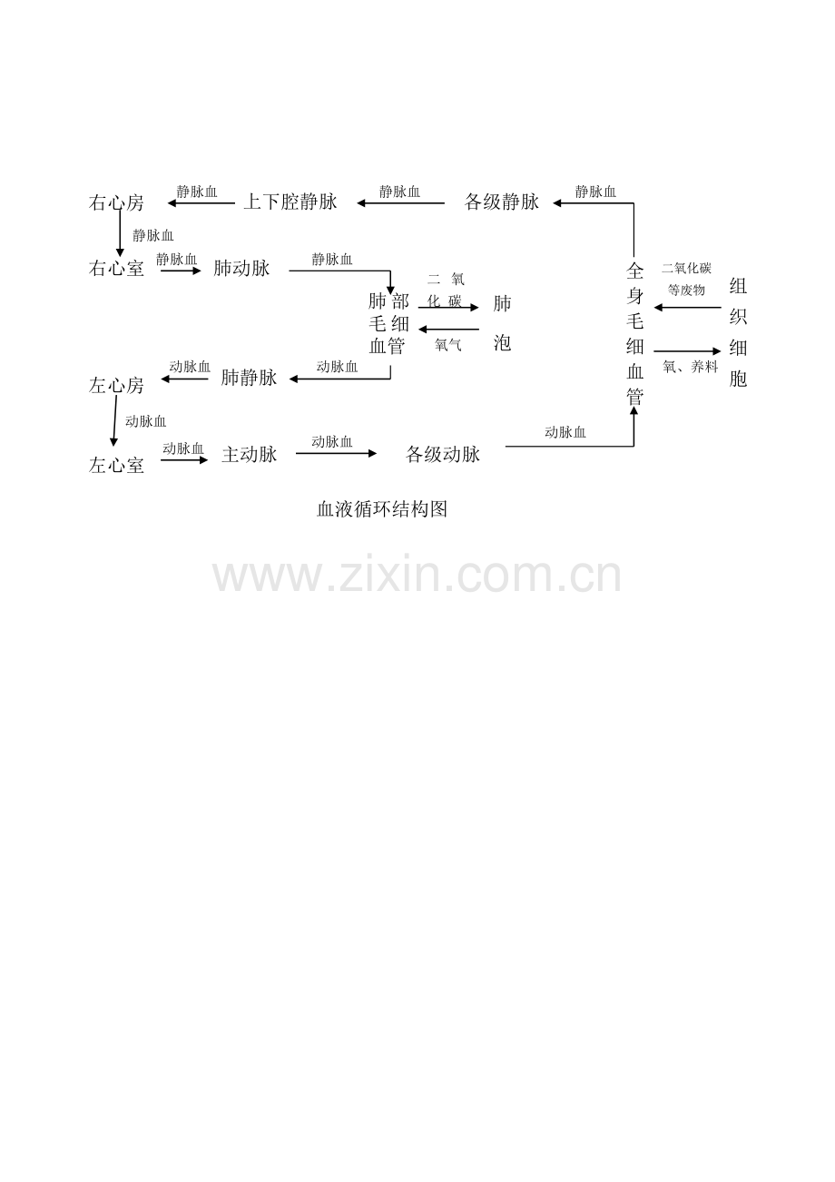 人体血液循环的结构图.doc_第1页