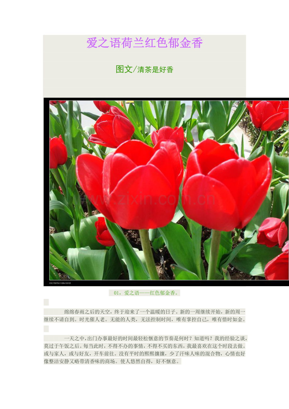 爱之语荷兰红色郁金香.doc_第1页