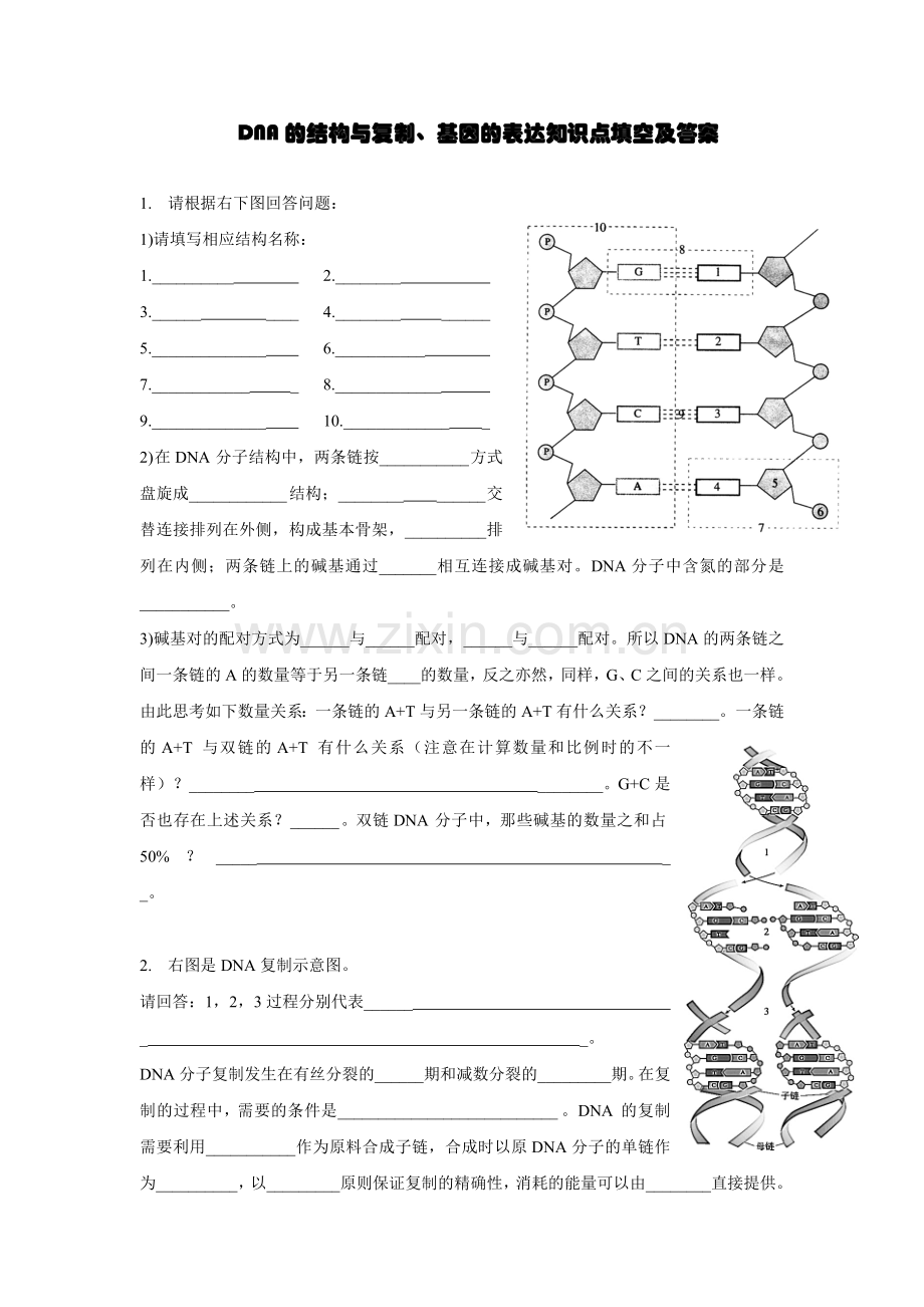 DNA的结构与复制知识点填空及答案.doc_第1页