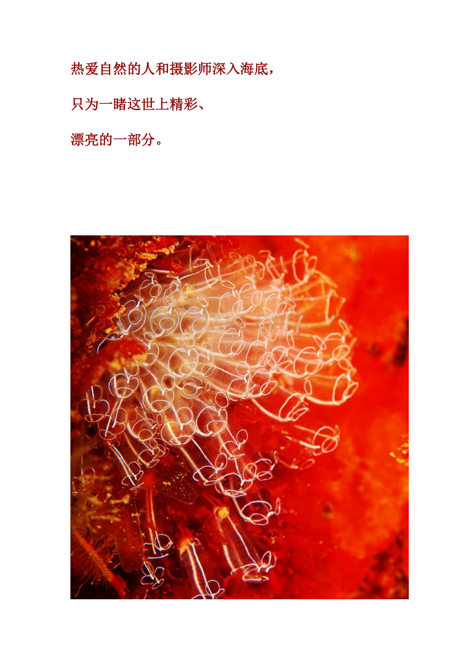 十大最美丽海洋生物图文照片.doc_第2页