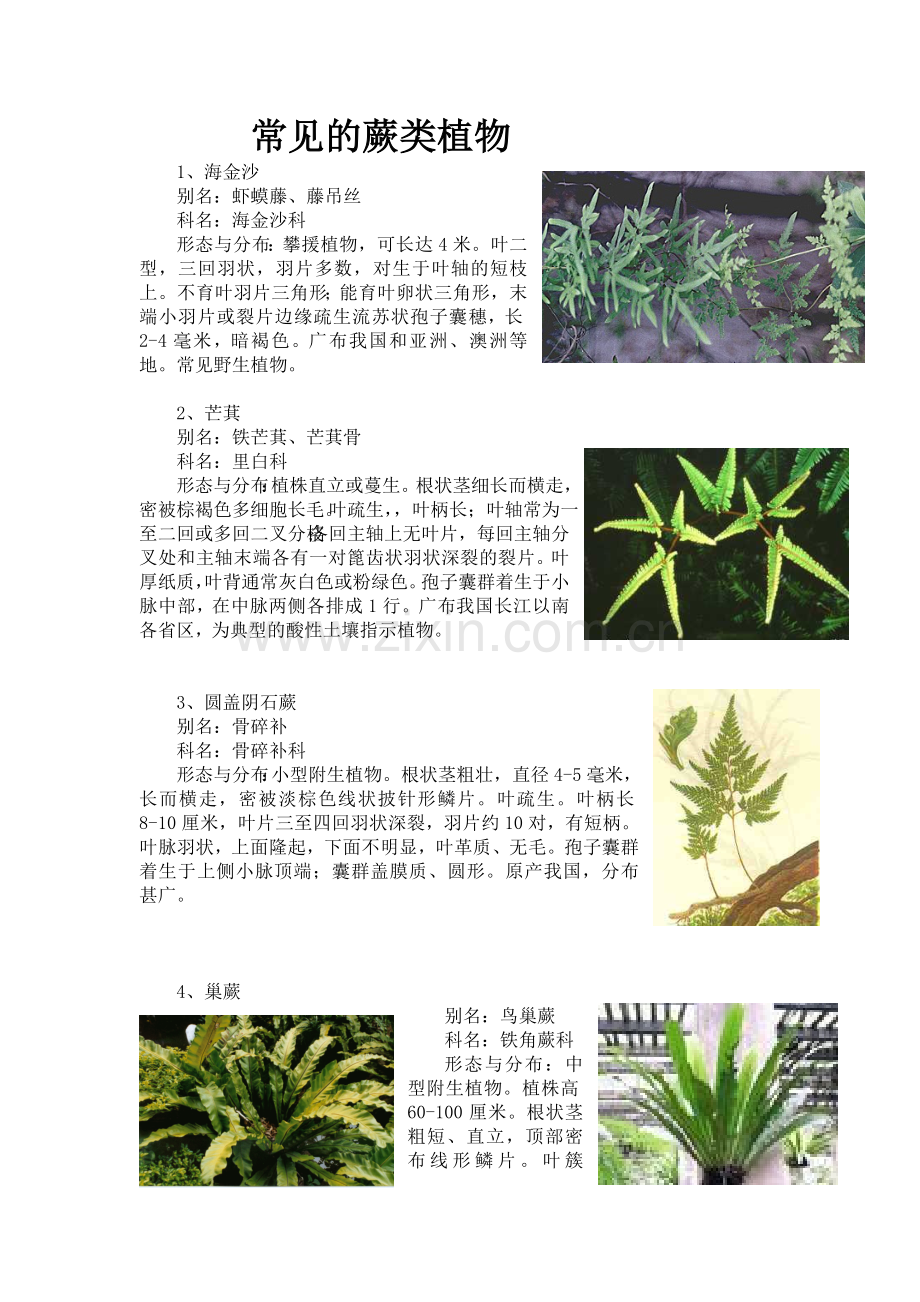 常见蕨类植物.doc_第1页