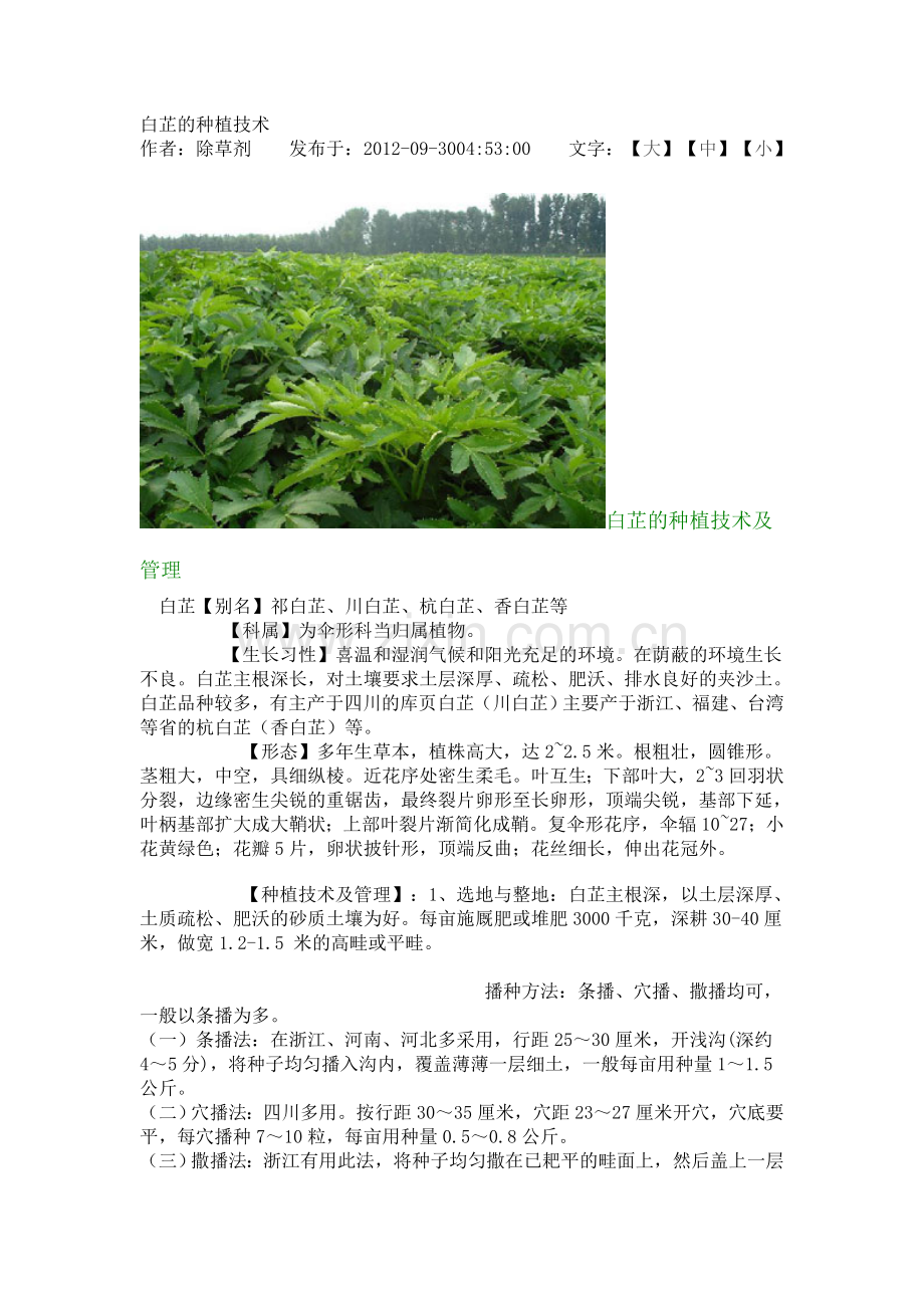白芷的种植技术.doc_第1页