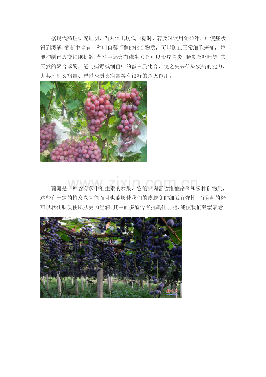 葡萄是凉性还是热性-如何利用葡萄快速减肥.docx_第2页